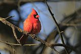 Northern Cardinalborder=